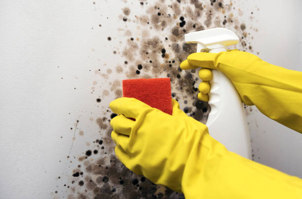 Professional Mold Remediation in Weatherly, PA